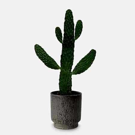 Cowboy Cactus - Piccolo