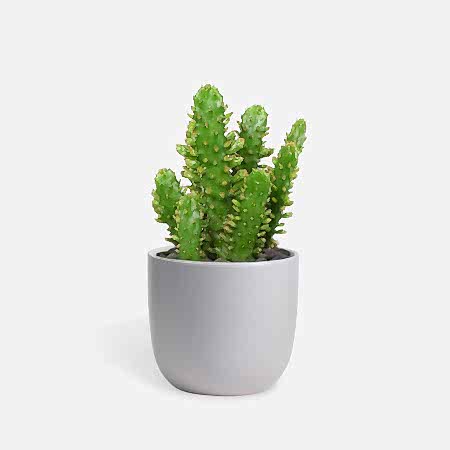 Drooping Prickly Pear Cactus - Piccolo