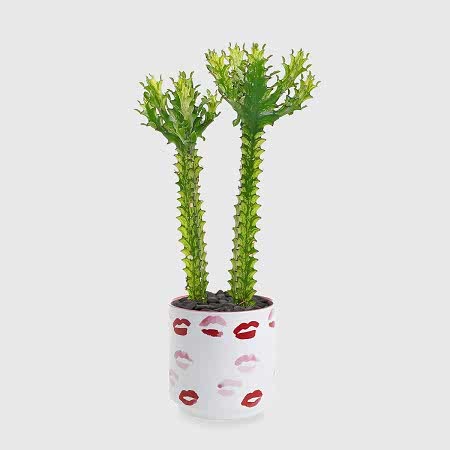 Variegated African Milk Tree - Piccolo