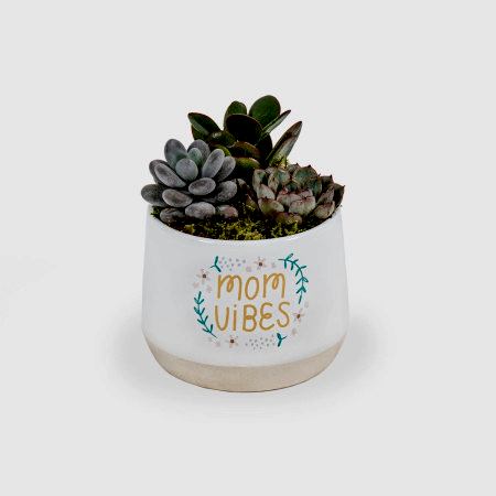 Mom Vibes Succulent Garden