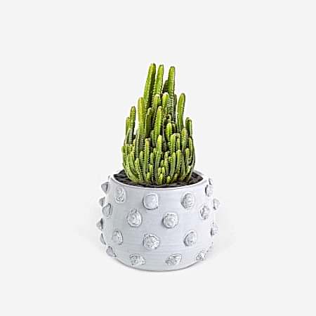 Fairy Castle Cactus - Piccolo