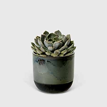 Echeveria Orion - Piccolo