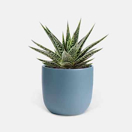 Gasteria Kyaka - Piccolo