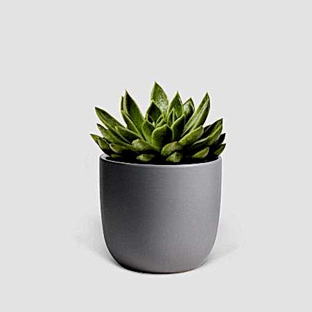 Echeveria Agavoides - Piccolo