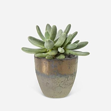 Moonstone Succulent - Piccolo