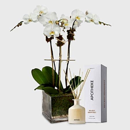 3-Stem White Phalaenopsis + Apotheke Diffuser