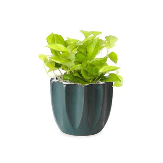 Neon Pothos - Medio Plants