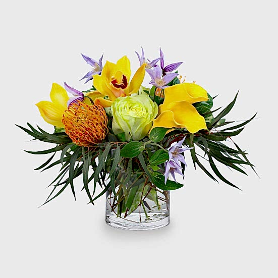 Maisie Proteas