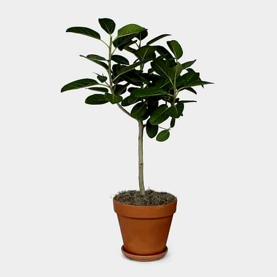 Ficus Audrey Topiary - Grande Plants