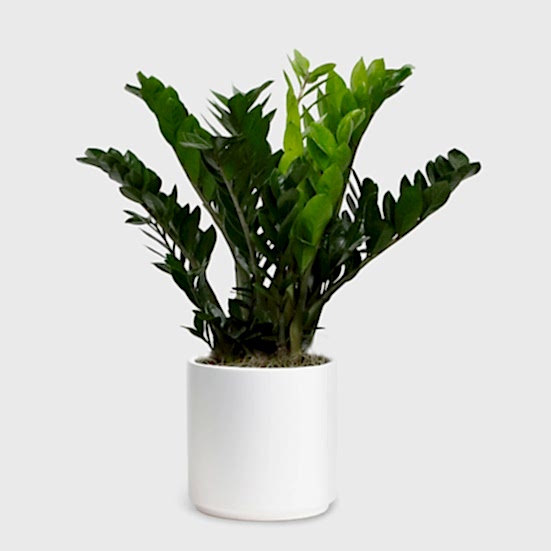 ZZ Plant - X-Grande Plants