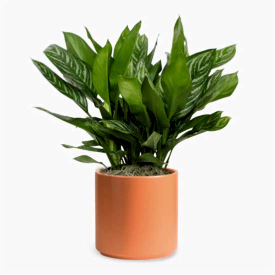 Aglaonema Stripes - X-Grande Plants