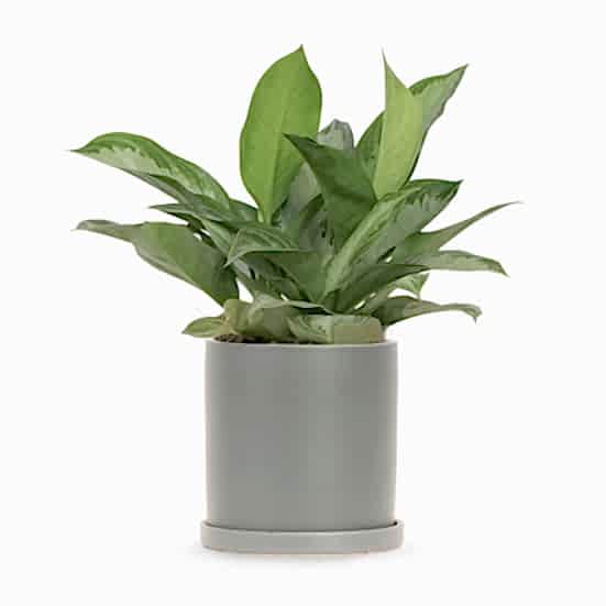 Aglaonema Silver Bay - Medio Plants
