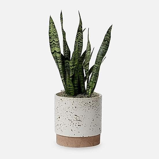 Snake Plant Black Coral - Medio Plants