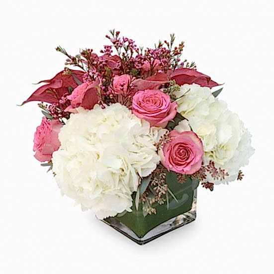 Penelope Hydrangeas