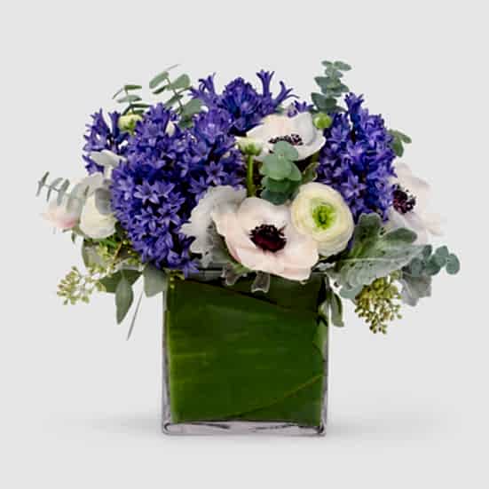 Dreamland Ranunculus