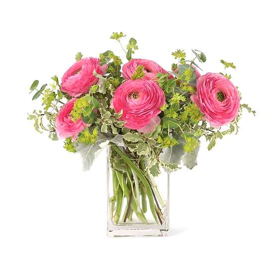 Pink Perfection Ranunculus