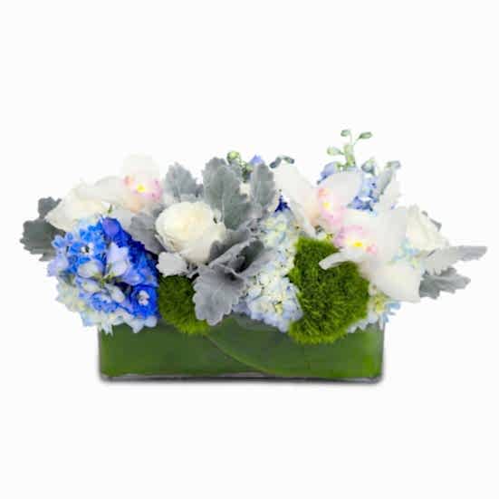Blue Breeze Delphinium