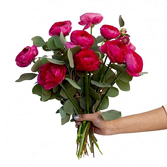 Bright Pink Ranunculus Bouquet Ranunculus