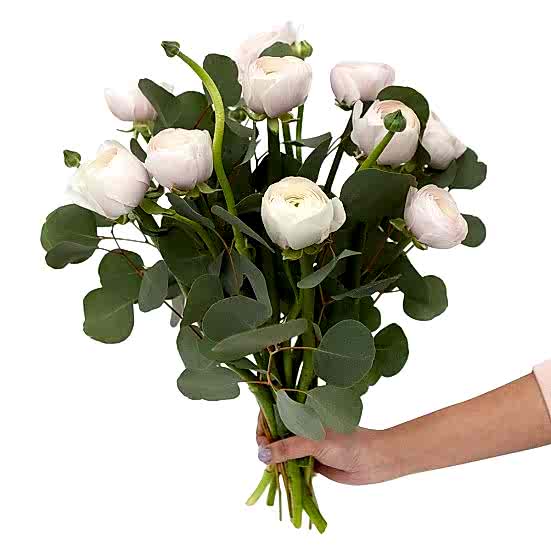 Blush Ranunculus Bouquet Ranunculus