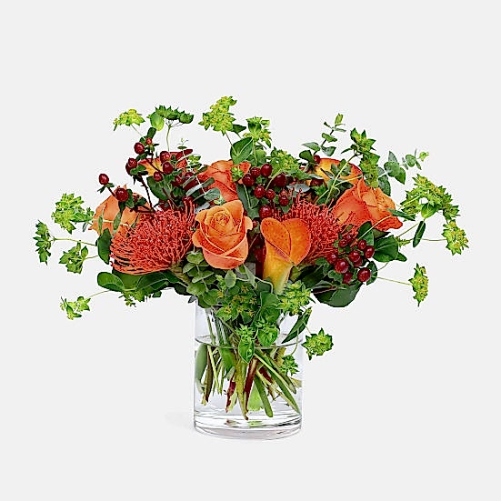 Orange Blaze Proteas