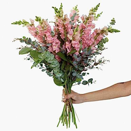Pink Snapdragon Bouquet Bouquets