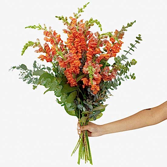 Orange Snapdragon Bouquet Bouquets
