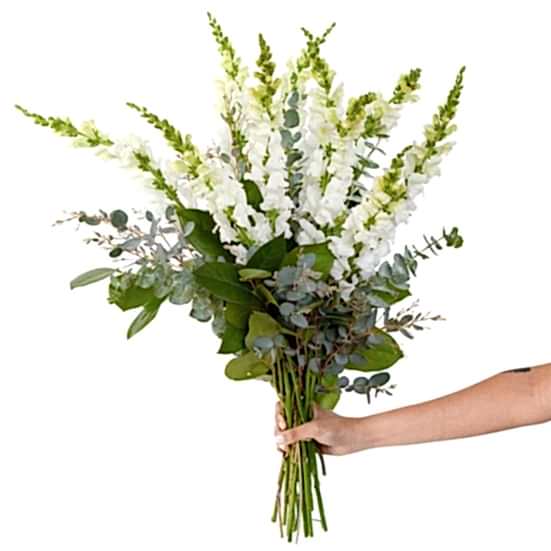White Snapdragon Bouquet Bouquets