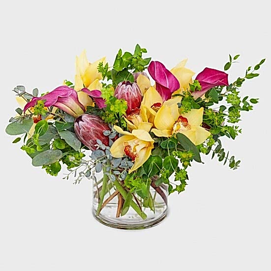 Kahala Proteas