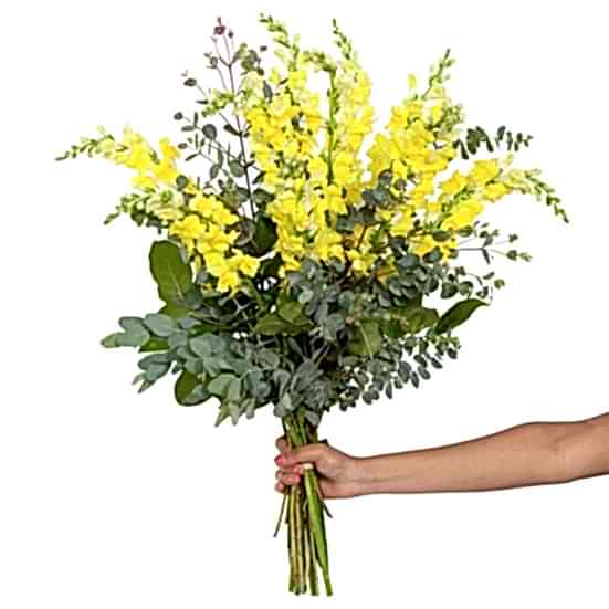 Yellow Snapdragon Bouquet Bouquets