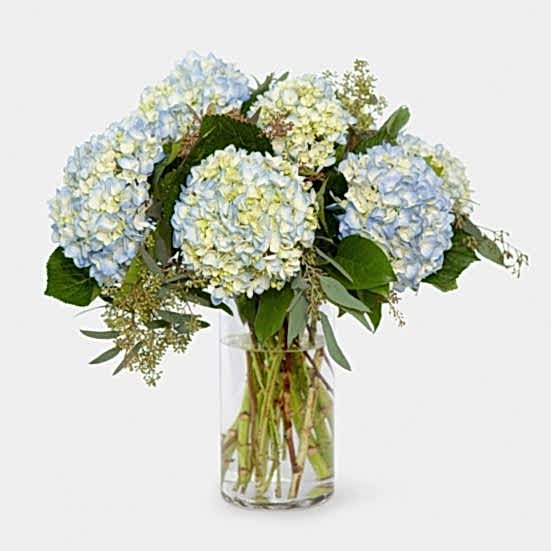 Blue Hydrangeas Hydrangeas