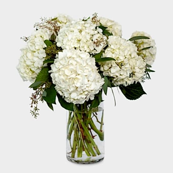 White Hydrangeas Hydrangeas