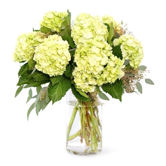 Lime Green Hydrangeas Hydrangeas