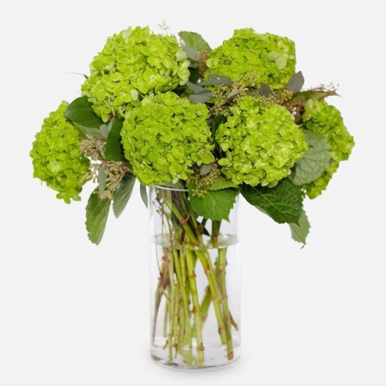 Emerald Green Hydrangeas Hydrangeas