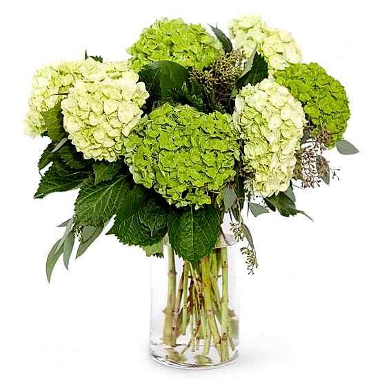 Eve Hydrangeas Bouquets