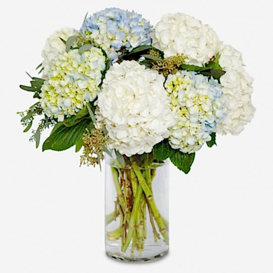 Ella Hydrangeas Hydrangeas