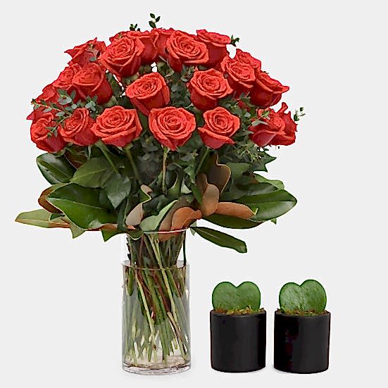 3-Dozen Elegant Roses + Sweetheart Plants Luxury Collection