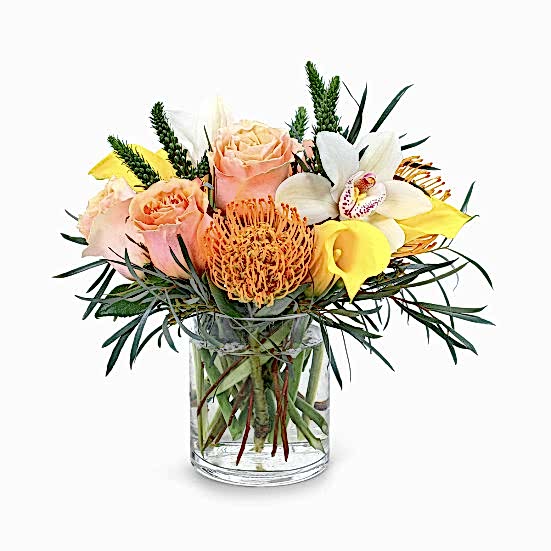 Aurelia Proteas