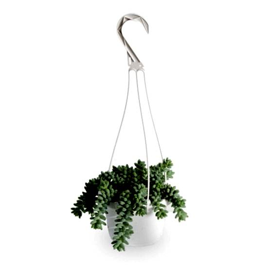 Hanging Burro's Tail Cacti & Succulents