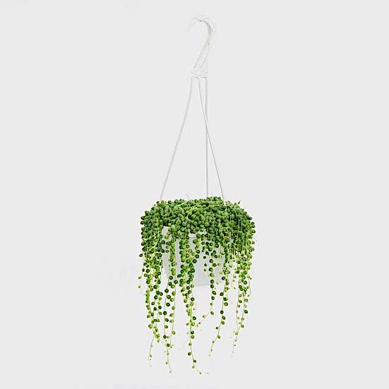 Hanging String of Pearls Hanging Plants