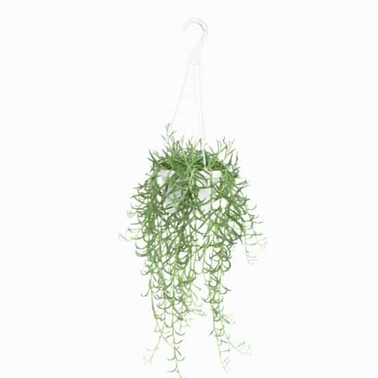 Hanging Fishhooks Hanging Plants