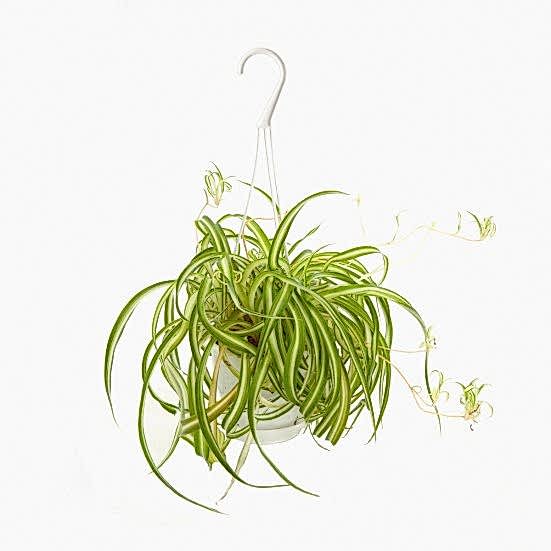 Hanging Bonnie Spider Plant Hanging Plants