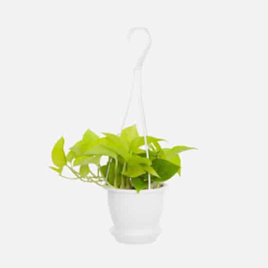 Hanging Neon Pothos Hanging Plants