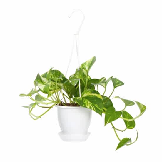 Hanging Golden Pothos Hanging Plants