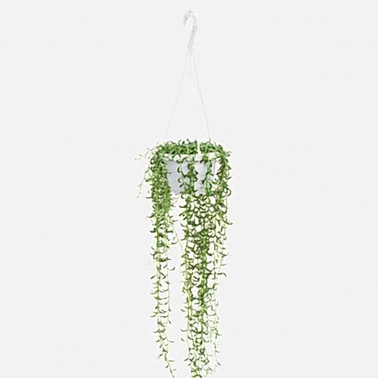 Hanging String of Bananas Hanging Plants