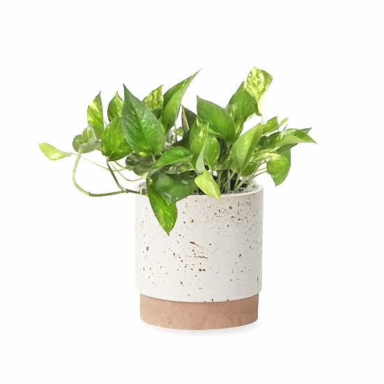 Golden Pothos - Medio Best Sellers
