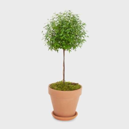 Myrtle Plants