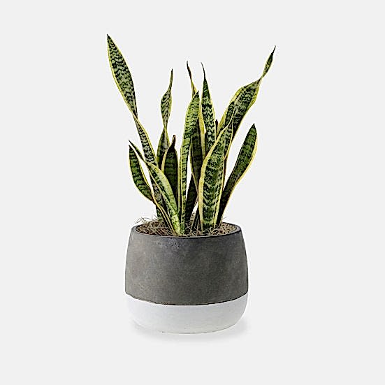 Snake Plant Laurentii - Medio Plants