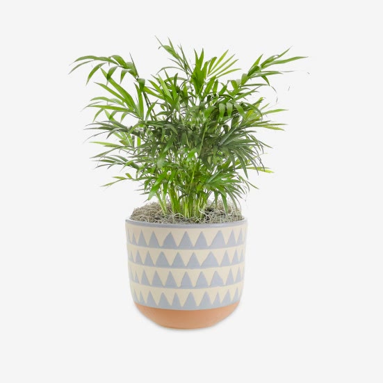 Neanthe Bella Palm - Medio Pet Friendly Plants