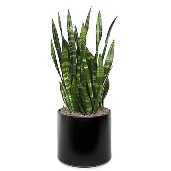 Snake Plant Black Coral - Grande Large Indoor Plants 