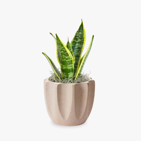Snake Plant Laurentii - Piccolo Plants
